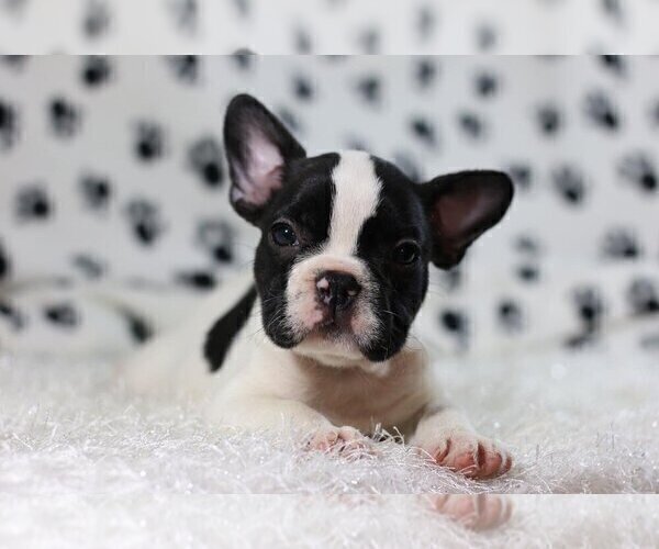 Medium Photo #1 French Bulldog Puppy For Sale in MOUNTAIN LAKES, NJ, USA