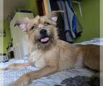 Small Brussels Griffon Mix