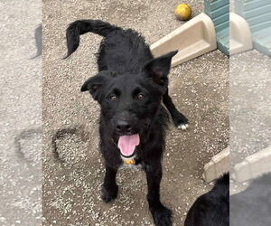 Poodle (Standard)-Unknown Mix Dogs for adoption in Mukwonago, WI, USA