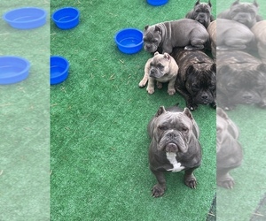 American Bully Puppy for sale in PERRIS, CA, USA