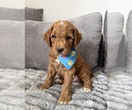 Small #19 Goldendoodle mix (+ Poodle Standard)