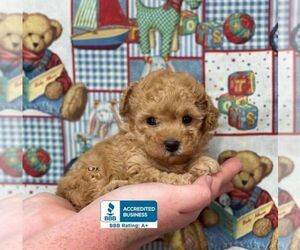 Poodle (Toy) Puppy for sale in WINNSBORO, LA, USA