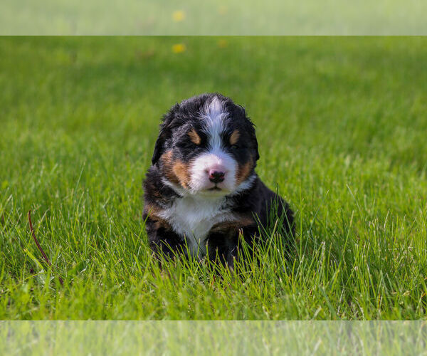 Medium Photo #7 Bernese Mountain Dog Puppy For Sale in AMANA, IA, USA