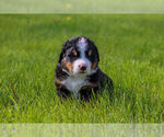 Small #6 Bernese Mountain Dog