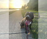 Small #7 American Staffordshire Terrier
