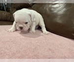 Small Photo #3 Bulldog Puppy For Sale in WOODSTOCK, GA, USA