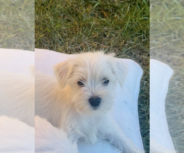 Medium Photo #5 Schnauzer (Miniature) Puppy For Sale in AUGUSTA, GA, USA