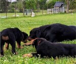 Small Photo #11 Rottweiler Puppy For Sale in PELHAM, GA, USA
