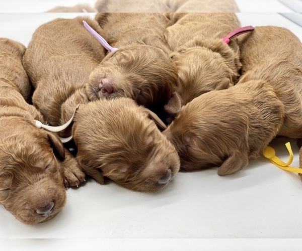 Medium Photo #3 Goldendoodle Puppy For Sale in KISSIMMEE, FL, USA