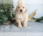 Puppy Twinkle Golden Retriever