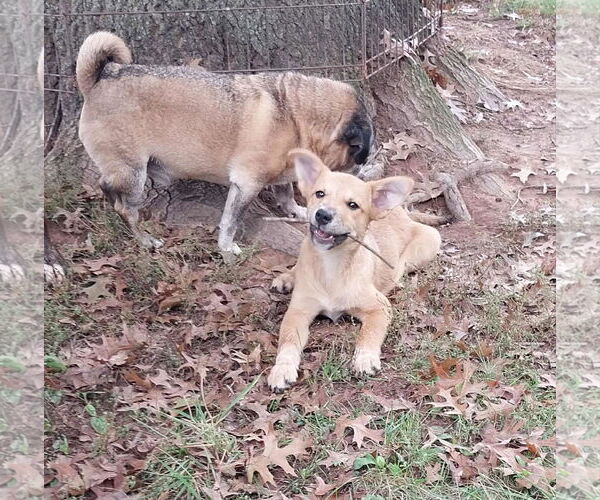 Medium Photo #1 Mutt Puppy For Sale in Garden City, NY, USA