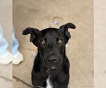 Small German Shepherd Dog Mix