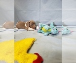 Small Photo #6 Dachshund Puppy For Sale in RICHMOND, TX, USA