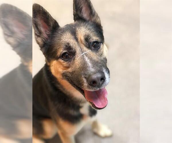 Medium Photo #2 German Shepherd Dog-Siberian Husky Mix Puppy For Sale in Forestville, MD, USA