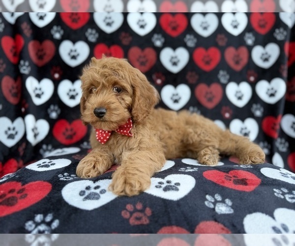 Medium Photo #4 Cock-A-Poo Puppy For Sale in LAKELAND, FL, USA