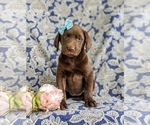Small Photo #3 Labrador Retriever Puppy For Sale in KIRKWOOD, PA, USA
