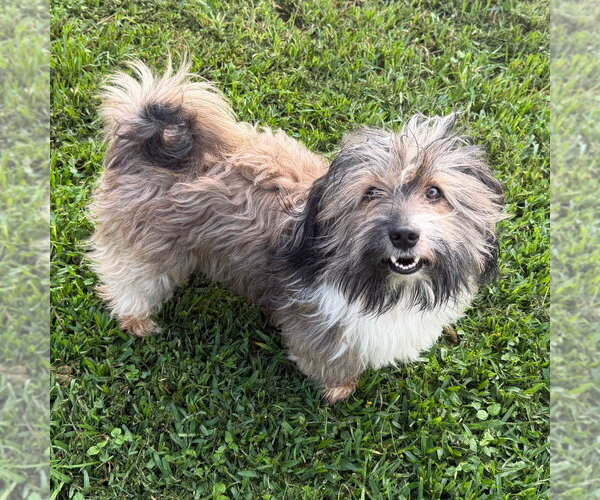 Medium Photo #1 Havanese-Unknown Mix Puppy For Sale in Canton, CT, USA