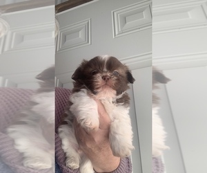 Shih Tzu Puppy for sale in GREENSBURG, KY, USA