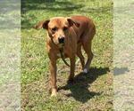 Small #2 Labrador Retriever Mix