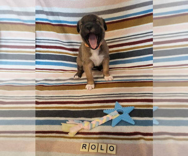 Medium Photo #15 German Shepherd Dog-Unknown Mix Puppy For Sale in Imlay City, MI, USA