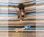 Small #14 German Shepherd Dog Mix