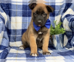 Belgian Malinois Puppy for sale in CEDAR LANE, PA, USA