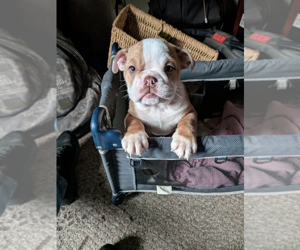 Medium Photo #11 English Bulldog Puppy For Sale in WHITELAND, IN, USA