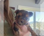 Small Photo #13 Yorkshire Terrier Puppy For Sale in LINCOLN CITY, OR, USA