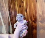 Small Photo #11 Bulldog Puppy For Sale in GREERS FERRY, AR, USA