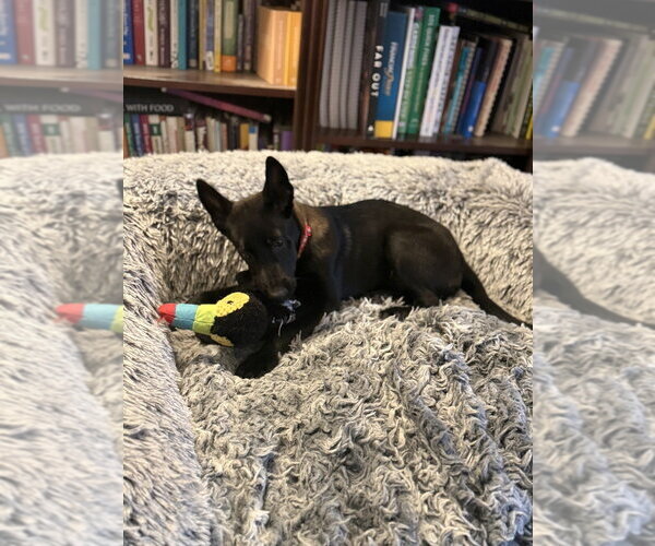 Medium Photo #1 Mutt Puppy For Sale in Imlay City, MI, USA