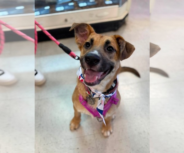 Medium Photo #2 Black Mouth Cur-German Shepherd Dog Mix Puppy For Sale in Holly Springs, NC, USA