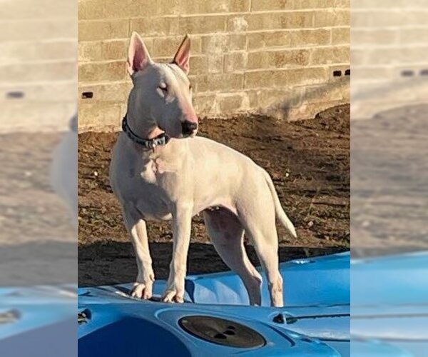 Medium Photo #2 Bull Terrier Puppy For Sale in  Ramona, CA, USA