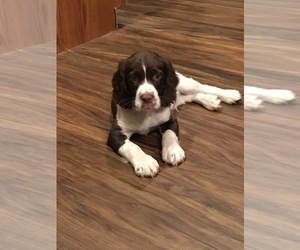 English Springer Spaniel Puppy for sale in LONSDALE, MN, USA