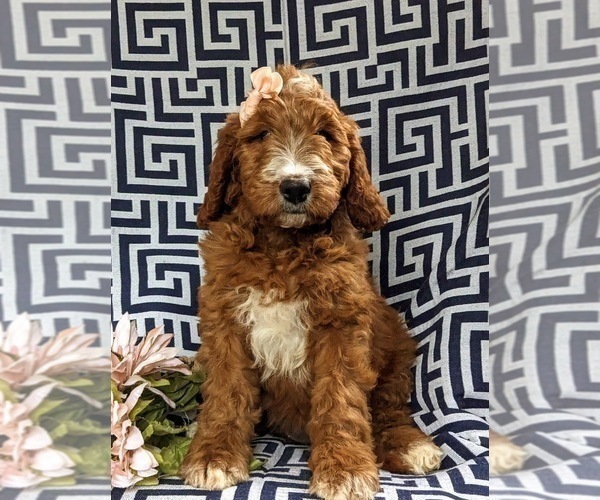 Medium Photo #1 Irish Setter-Poodle (Miniature) Mix Puppy For Sale in BIRD IN HAND, PA, USA