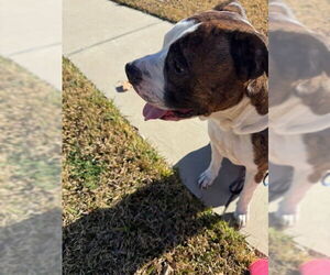 Tiger II - Male Boxer Dog for Adoption - Photo #2