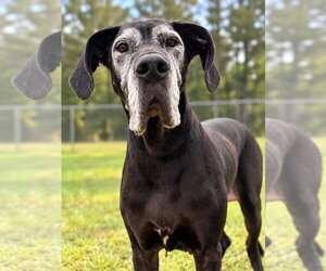 Great Dane Dogs for adoption in Bullard, TX, USA