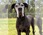 Pipsqueak - Female Great Dane Dog for Adoption - Small photo