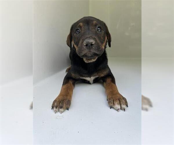 Medium Photo #1 Labrador Retriever-Unknown Mix Puppy For Sale in Houston, TX, USA