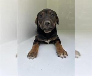 Labrador Retriever-Unknown Mix Dogs for adoption in Houston, TX, USA