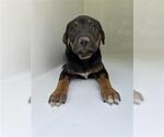 Small Labrador Retriever Mix