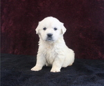Small Photo #6 English Cream Golden Retriever Puppy For Sale in MILLERSBURG, OH, USA