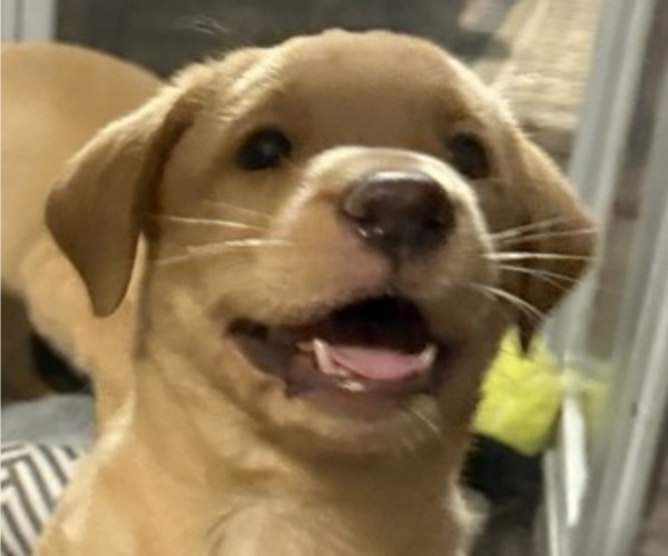 Medium Photo #11 Labrador Retriever Puppy For Sale in SPOTSYLVANIA, VA, USA