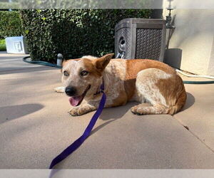 Mutt Dogs for adoption in Rancho Cucamonga, CA, USA
