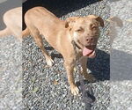 Small #2 American Pit Bull Terrier Mix