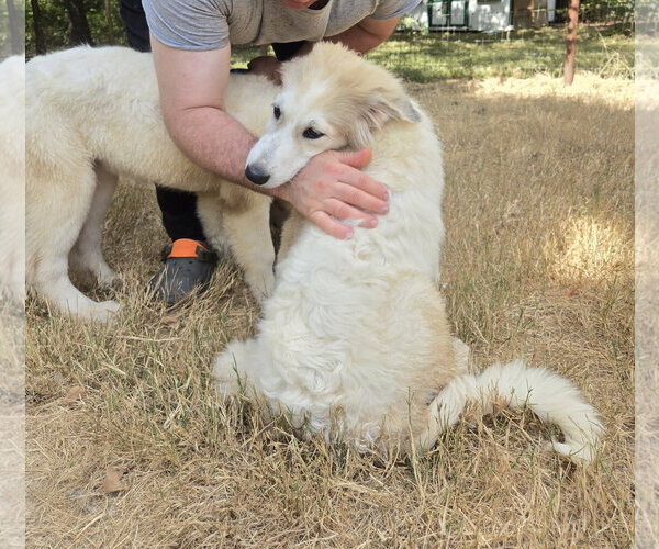 Medium Photo #4 Great Pyrenees Puppy For Sale in Spring, TX, USA