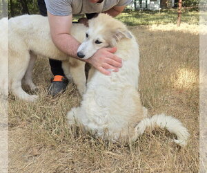 KitKat - Female Great Pyrenees Dog for Adoption - Photo #4