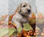 Puppy Mr Gray Goldendoodle