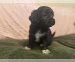 Small Photo #8 Havanese Puppy For Sale in BRISBANE, CA, USA