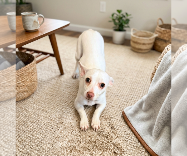Medium Photo #1 Chihuahua-Unknown Mix Puppy For Sale in Vail, AZ, USA