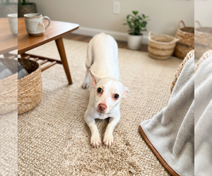 Chihuahua-Unknown Mix Dogs for adoption in Vail, AZ, USA